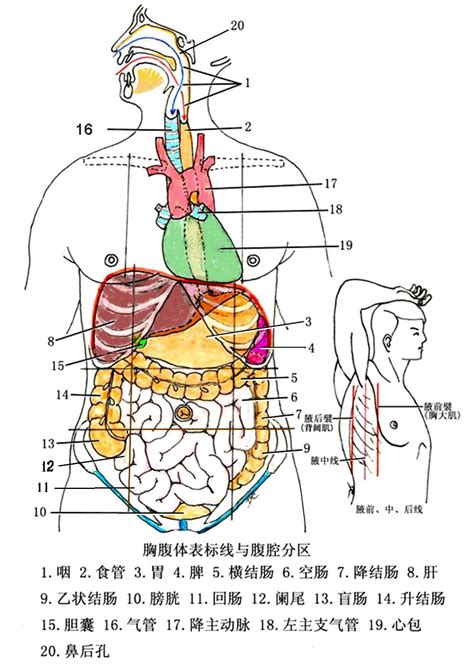 女胃位置|女性腹部内脏器官位置分布图